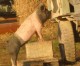 Schweine sind ganz anders