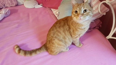 Wer kennt diesen Kater ?
