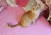 Wer kennt diesen Kater ?