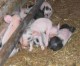 Schwein gehabt! Bio-Schweinchen in Brandoberndorf haben‘s schön
