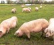 Wir haben das Schwein